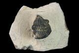Bargain, Metacanthina Trilobite - Lghaft, Morocco #133980-1